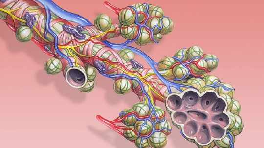Alvéolos pulmonares