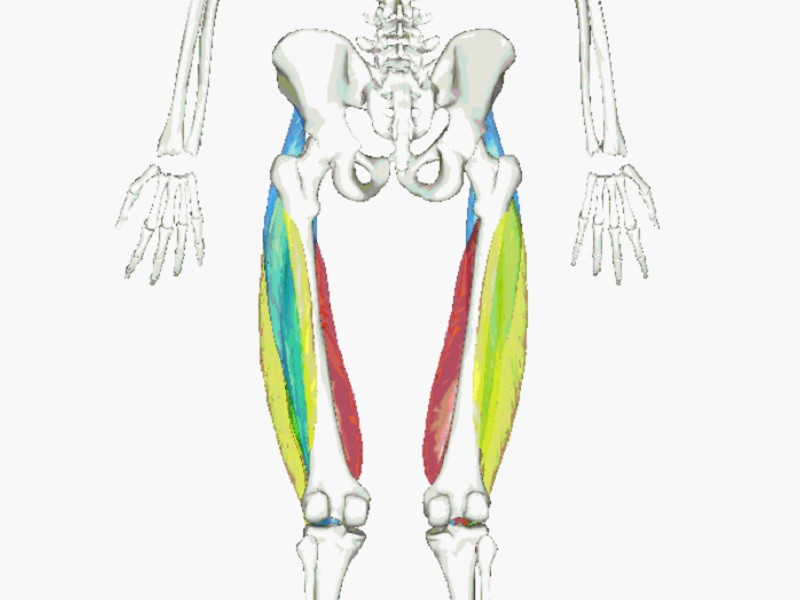 Cuádriceps femoral