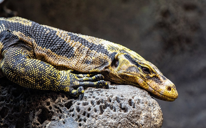 Cerebro reptil ancestral