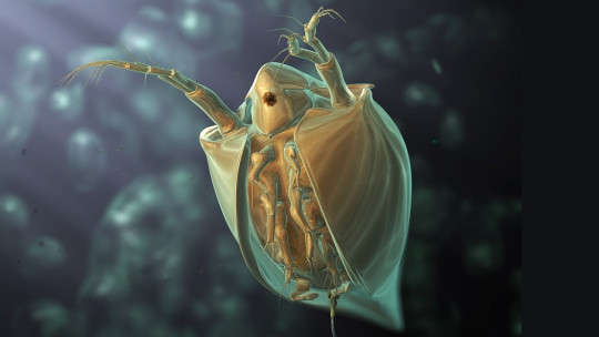 pulga en microscopio