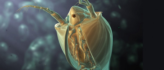 pulga en microscopio