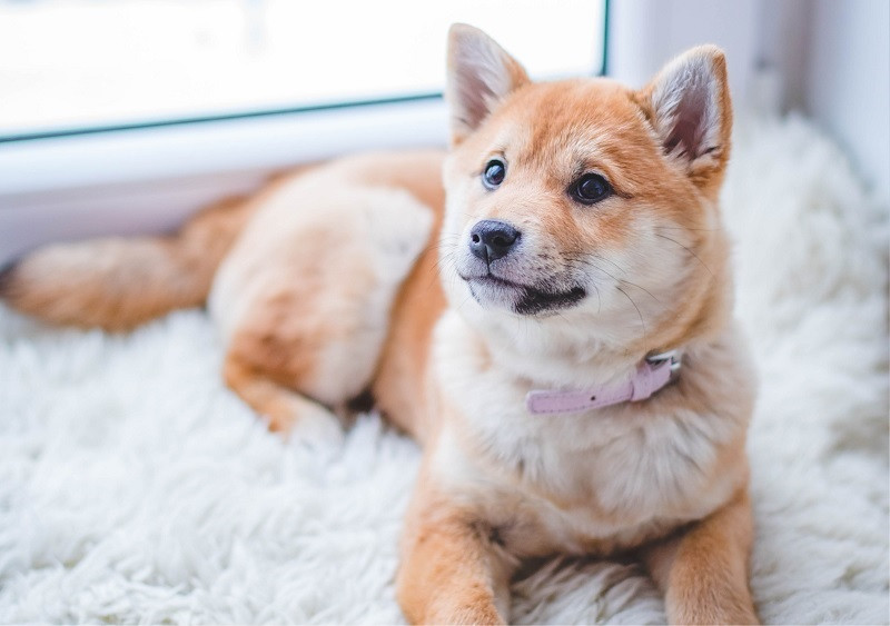 Reflexiones y citas sobre los perros