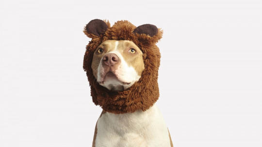 Frases sobre perros