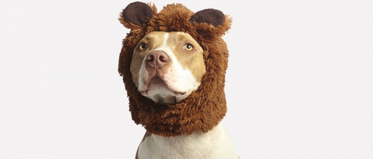 Frases sobre perros