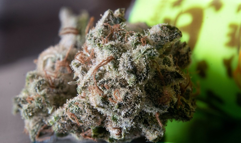 Creencias erróneas sobre el uso el cannabis