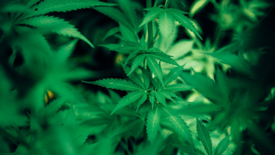 Creencias falsas sobre el consumo de marihuana