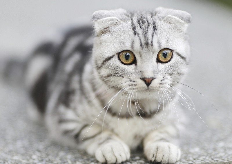 Reflexiones y citas sobre gatos