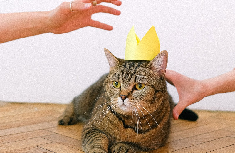 Frases interesantes sobre los gatos