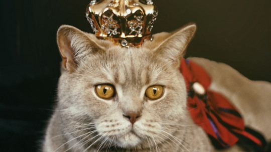 Frases sobre gatos