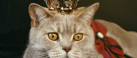 Frases sobre gatos
