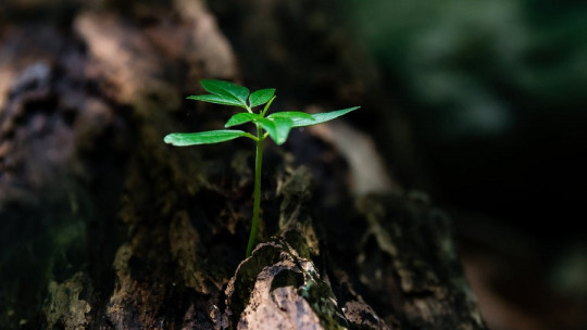 Frases de resiliencia