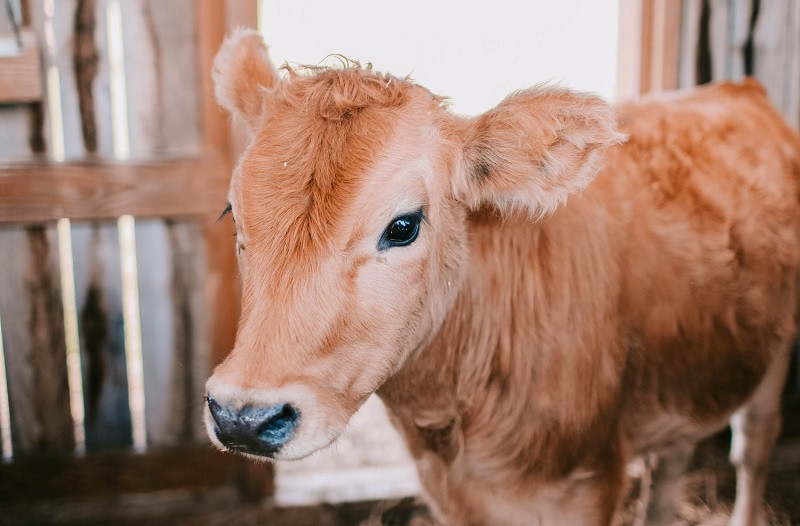 Citas contra el maltrato animal