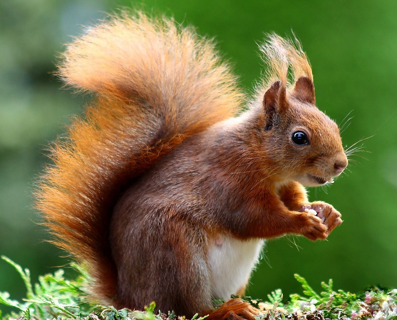 Reflexiones sobre los animales