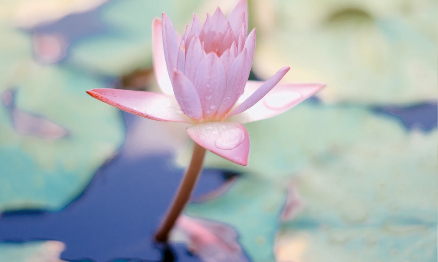 Los mejores centros de terapia de Mindfulness en Pamplona