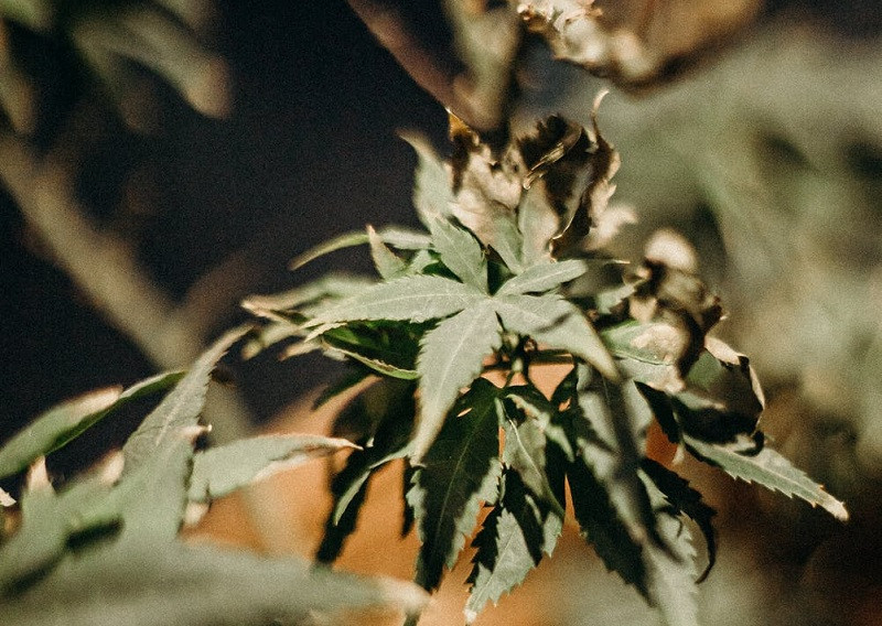 Efectos del consumo de cannabis en el cerebro