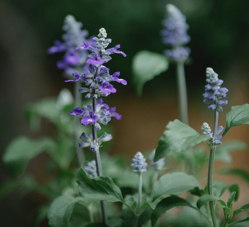 Infusión de salvia