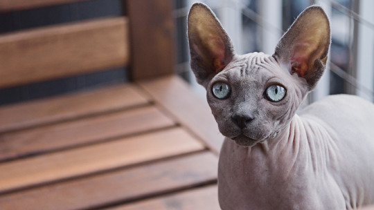 gato ojos brillan