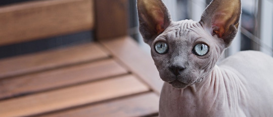 gato ojos brillan