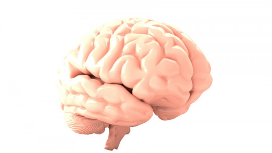 Conociendo nuestra química cerebral