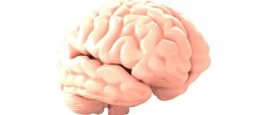 Conociendo nuestra química cerebral