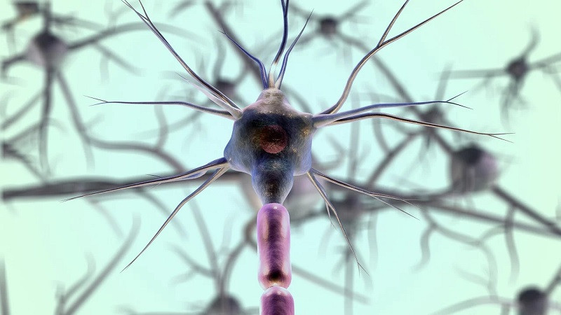 Hormonas y neuronas