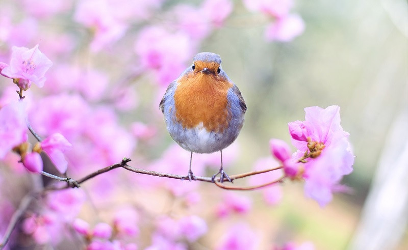 Cuáles son los efectos emocionales de la primavera