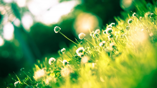 Efectos emocionales de la primavera