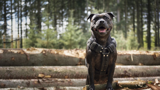 Estrategias para superar la fobia a los perros