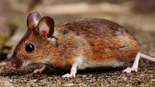Ratón.