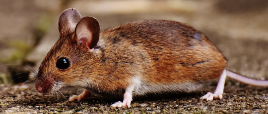 Ratón.