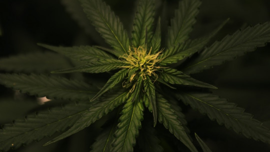 ¿Fumar marihuana te puede causar psicosis?