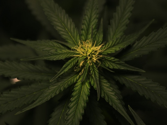 ¿Fumar marihuana te puede causar psicosis?
