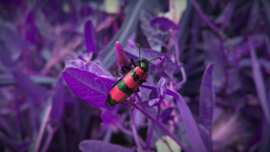 fobia a los insectos