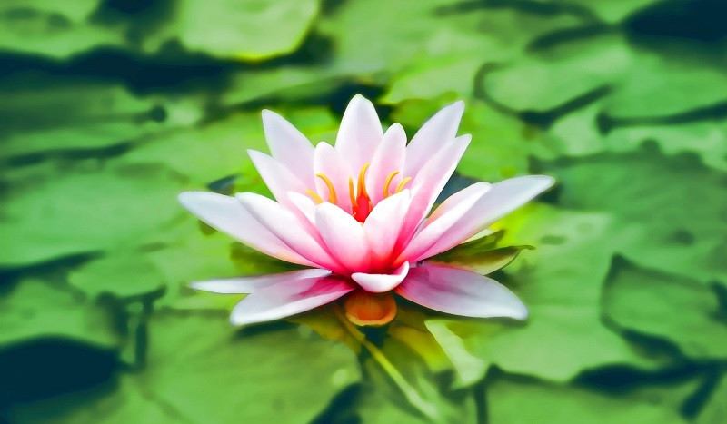 Meditación paso a paso