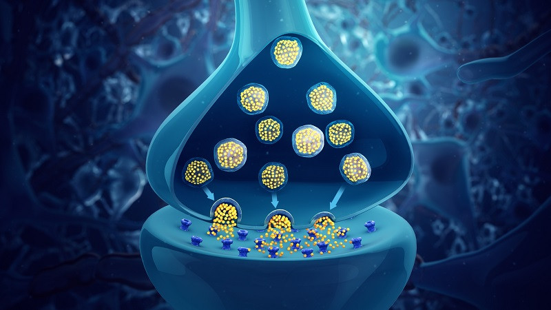 Longevidad de las neuronas