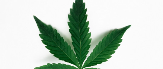 Beneficios de dejar la marihuana