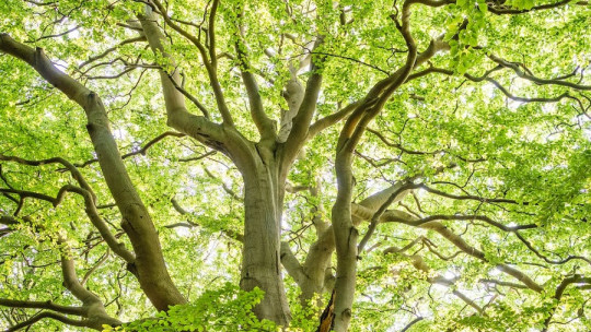 El árbol de las pre-ocupaciones