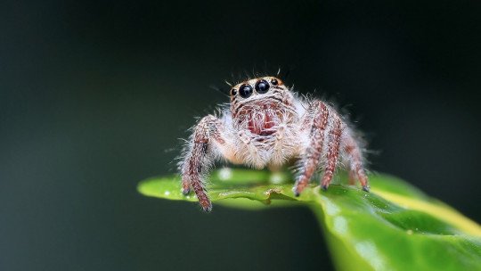 ¿Cuáles son los Miedos a los Animales más frecuentes?