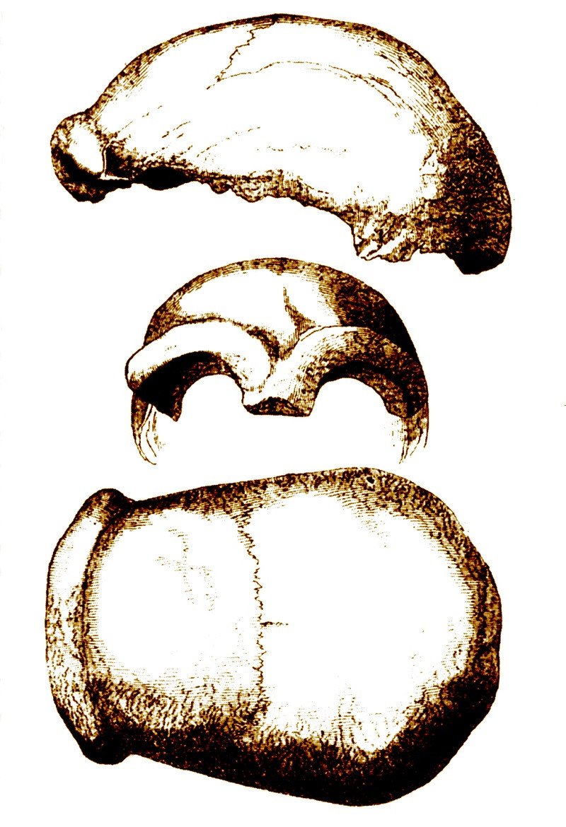 Cráneo de neandertal