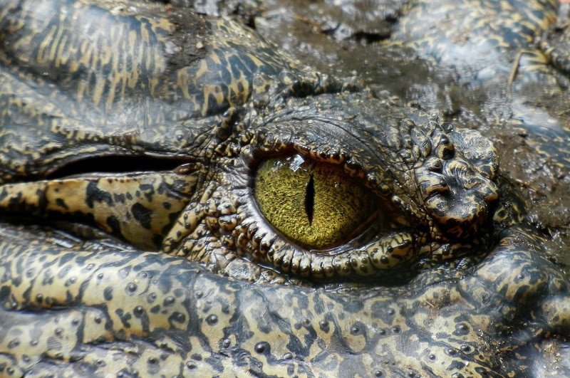 Leyendas urbanas de Florida
