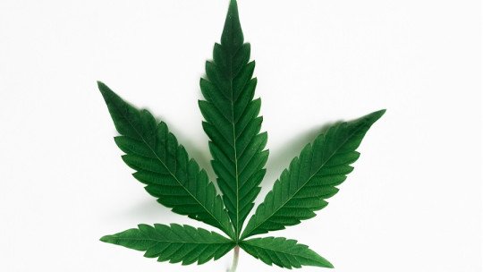 Dejar la Marihuana gradualmente o de repente