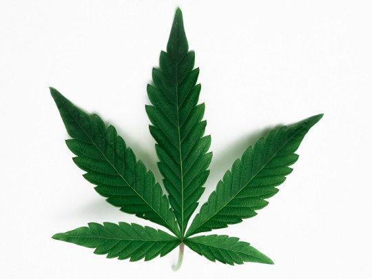 Dejar la Marihuana gradualmente o de repente