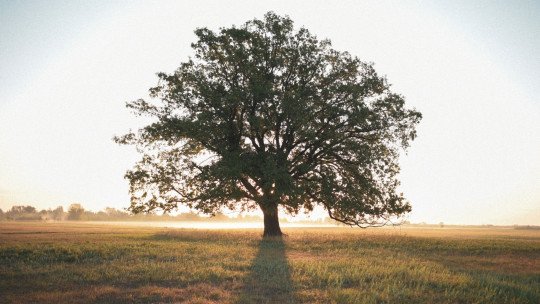 sistema-arbol-conocimiento