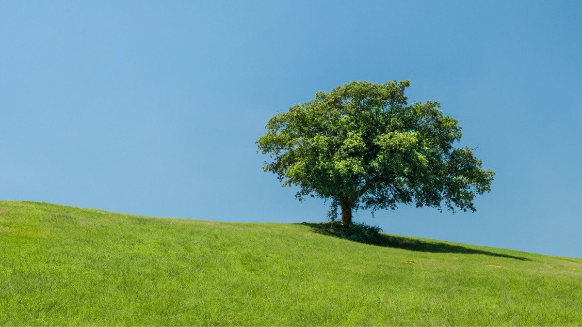 que-es-sistema-arbol-conocimiento