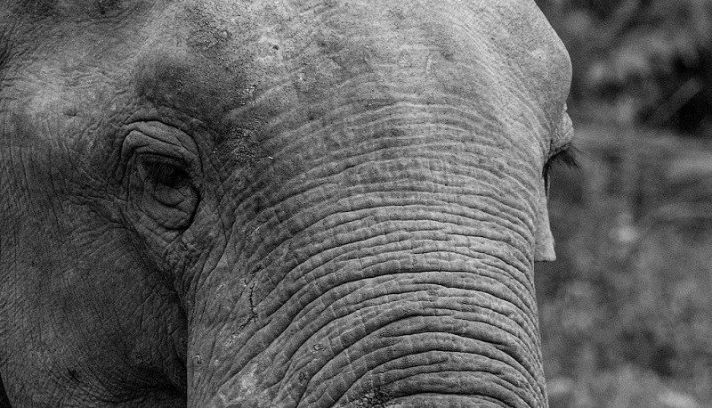 Traumas en animales