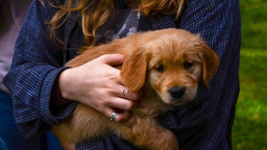 ¿Los animales pueden tener Traumas?