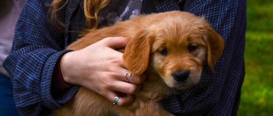 ¿Los animales pueden tener Traumas?