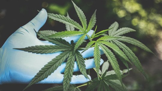 ¿El CBD es realmente mejor para la salud que la Marihuana?