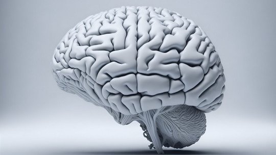 ¿Qué partes del Cerebro se activan con el Amor?