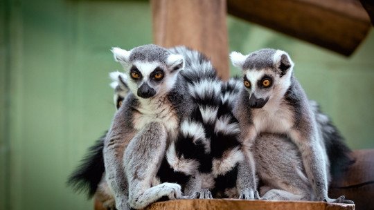¿Qué podemos aprender de los Animales sobre Comunicación No Verbal?